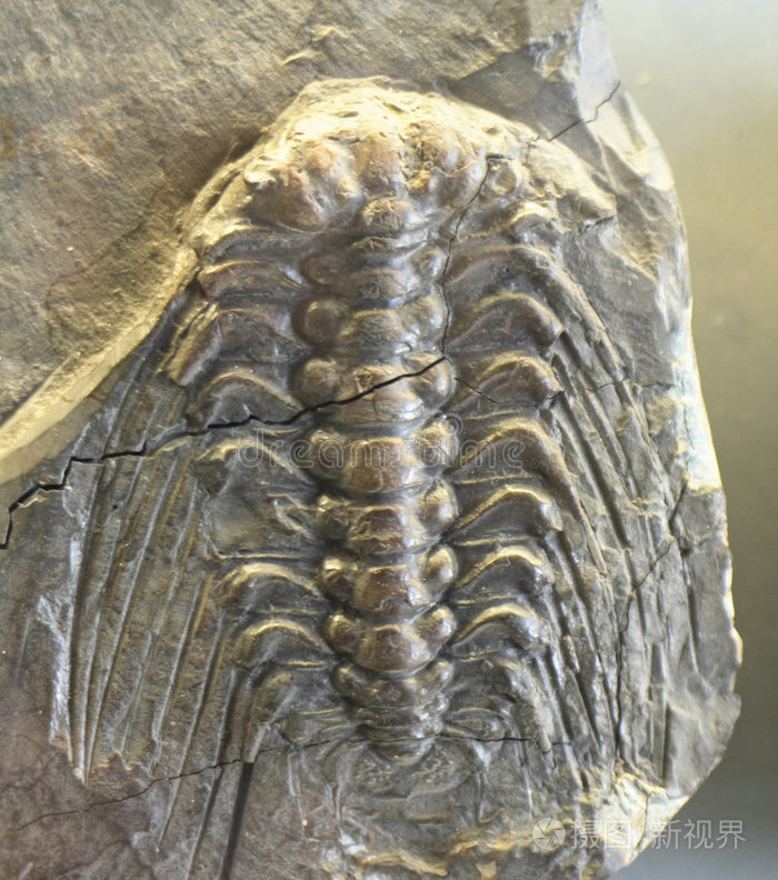 三叶虫照片-正版商用图片0hvqf9-摄图新视界
