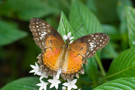 橙色和棕色蝴蝶