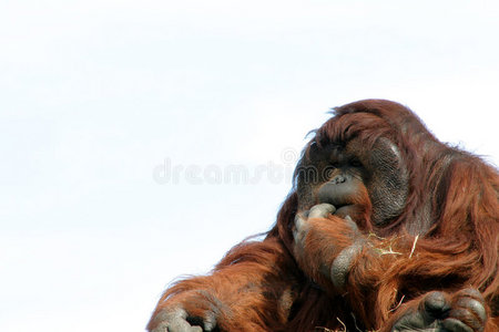 雨林 动物 婆罗洲 头发 灵长类动物 哺乳动物 动物园 猩猩