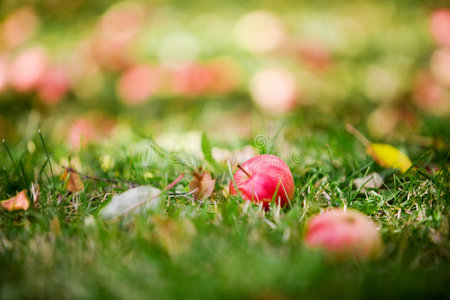苹果掉下来掉下来的苹果照片