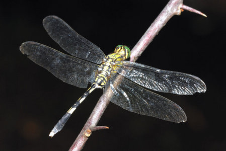 绿蜻蜓绿芦笋的金属锅点水蜻蜓,选择性焦点绿蜻蜓绿蜻蜓绿蜻蜓绿蜻蜓