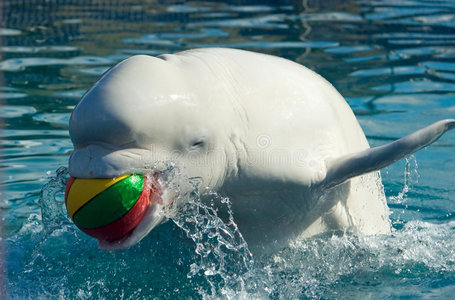 海豚肖像白鲸白鲸白鲸白色白鲸白鲸白鲸北极白鲸白鲸白鲸鲸鱼的向量集