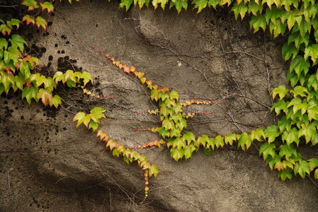 岩石上生长的藤蔓植物图片
