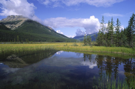 加拿大落基山脉的水淹草地