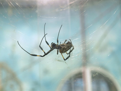 数据集的脸上画的肖像万圣节蜘蛛纹身的女孩英俊的年轻男子从他的鼻子