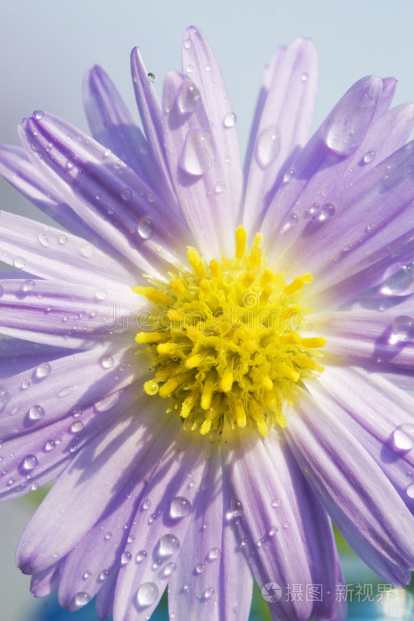 下载小样发票合同问题/举报美丽的玫瑰莲花莲花黄鸢尾花花紫色郁金香