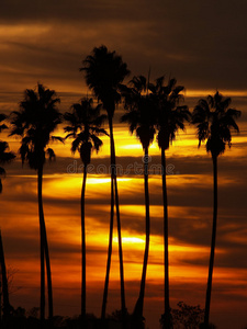 日落时的棕榈树