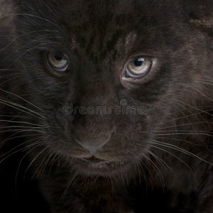 美洲虎幼崽2个月panthera onca