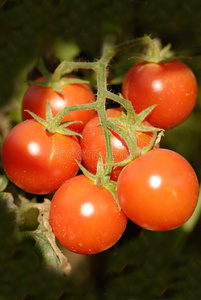 田里的西红柿