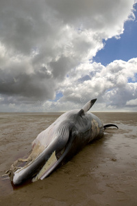鲸鱼搁浅小须鲸照片