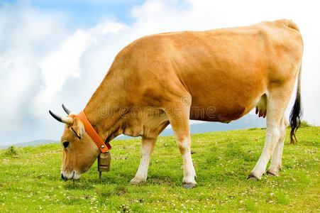 喂牛吃草图片