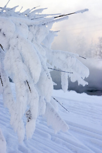 树木覆盖的雪