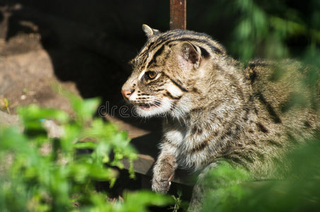 野猫