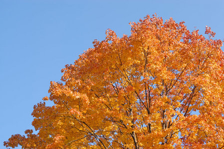 秋色的树