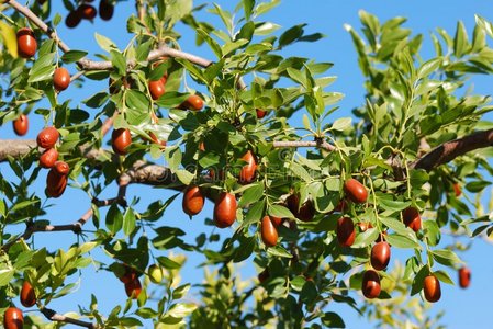 枣子树图片-枣子树素材-枣子树插画-摄图新视界