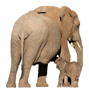 大象母婴
