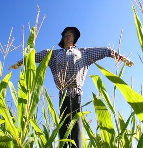 质朴的稻草人图片