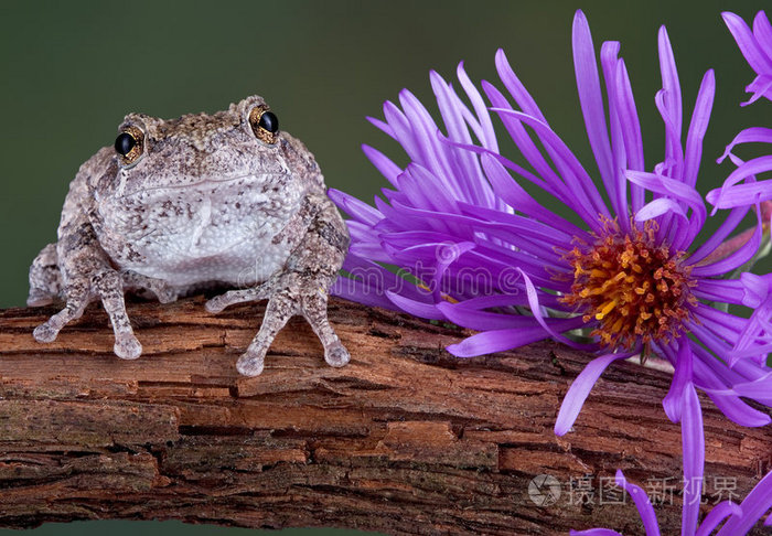 紫色紫菀旁的灰树蛙