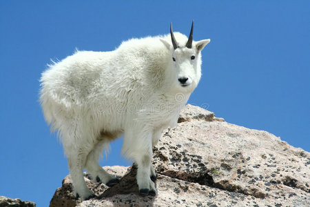 晴朗蓝天下的羊照片