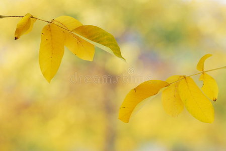 黄色的秋叶