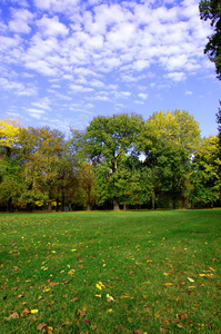 蓝天下绿树成荫的公园图片