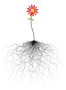 根网络花和根照片