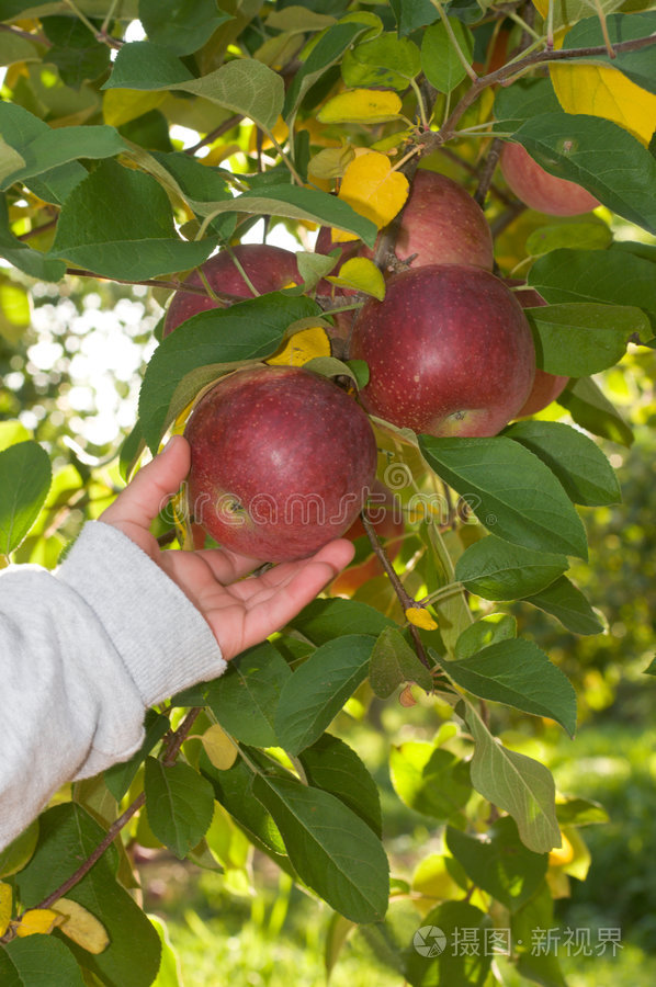 水果摘苹果苹果20绿色和红色的苹果挂在树上苹果树上成熟的苹果森林里