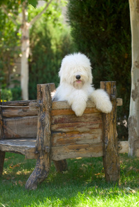 古英国牧羊犬