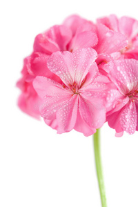 粉红天竺葵花
