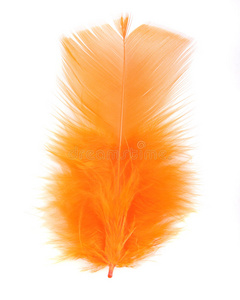 橙色羽毛