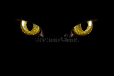 猫的眼睛在黑暗中发光照片