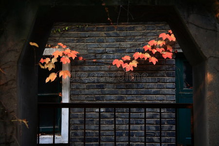 屋墙上的秋叶