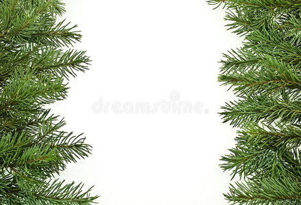 冷杉树枝，圣诞装饰