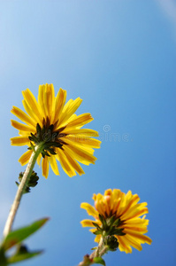 夏日蓝天下的花图片