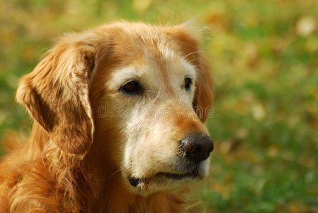 金毛猎犬