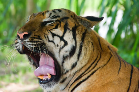 大型苏门答腊虎