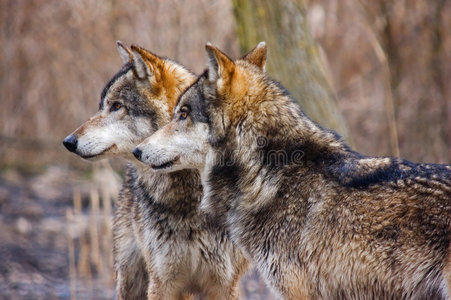 食肉食肉狼图片