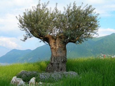 大片橄榄树图片