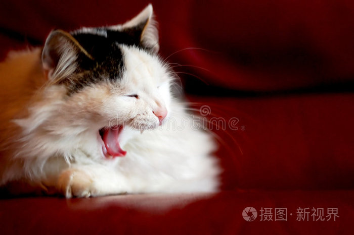 打哈欠的猫