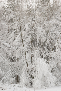 暴风雪过后树木积雪图片