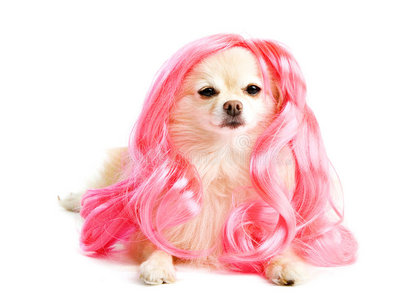 粉红色头发的小狗照片