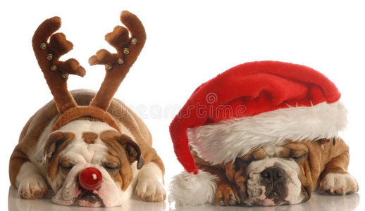 圣诞和鲁道夫狗