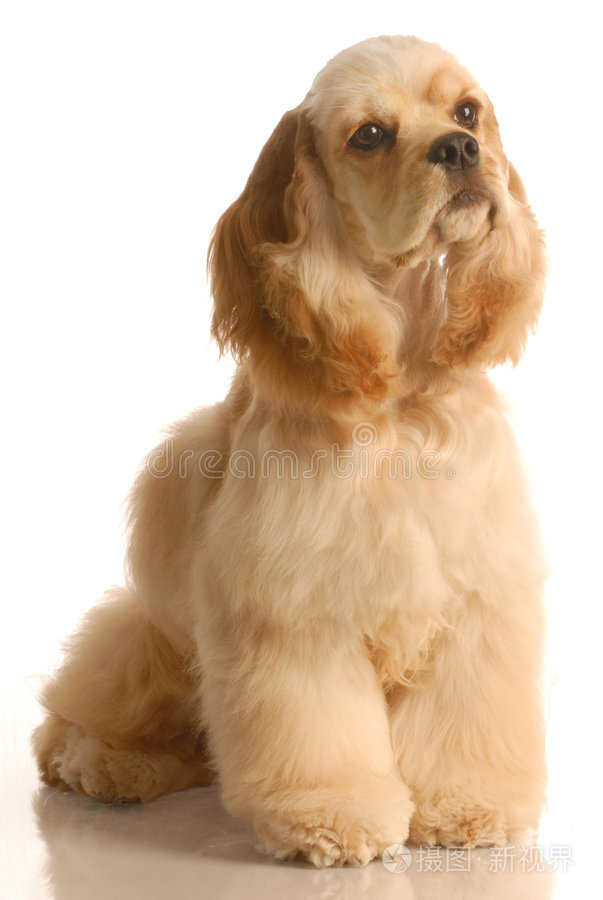 犬可卡犬英国可卡犬小狗吸奶腊肠狗肖像巧克力拉布拉多小狗坐在棕色