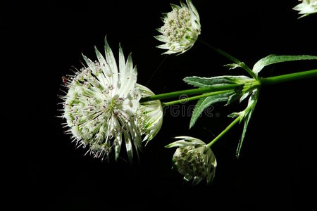 益母草花图片