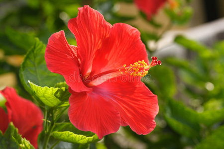 木槿花摄影图 木槿花图片大全 木槿花照片 摄图新视界
