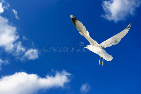 海鸥天空