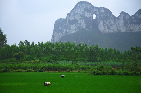 植物 边境 农民 早晨 大米 自然地 落下 在里面 德田