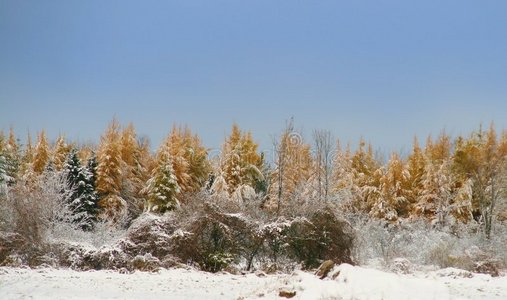 初雪