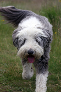 胡子牧羊犬