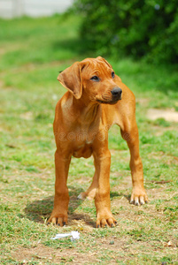 罗得西亚脊背幼犬